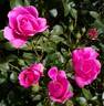 Deborah rose photo