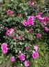 Deborah rose photo