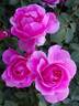 Deborah rose photo