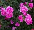 Deborah rose photo