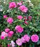 Deborah rose photo