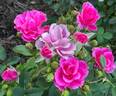 Deborah rose photo