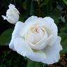 Blanc Queen Elizabeth rose photo