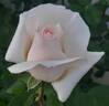 Blanc Queen Elizabeth rose photo