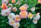 Gartenspaß rose photo