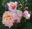 Caramella ™ rose photo