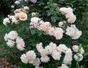 Caramella ™ rose photo