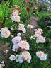 Caramella ™ rose photo