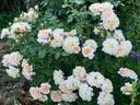 Caramella ™ rose photo