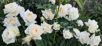 Ilse Krohn Superior rose photo