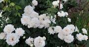 Ilse Krohn Superior rose photo
