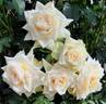 Ilse Krohn Superior rose photo