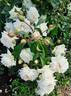 Ilse Krohn Superior rose photo