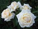 Ilse Krohn Superior rose photo