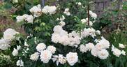 Ilse Krohn Superior rose photo