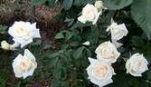 Ilse Krohn Superior rose photo