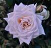 Ilse Krohn Superior rose photo