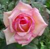 Souvenir de Baden-Baden rose photo