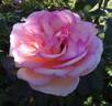 Souvenir de Baden-Baden rose photo