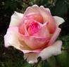 Souvenir de Baden-Baden rose photo