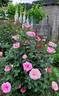Beverly rose photo