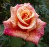 Caramella ™ rose photo