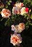 Caramella ™ rose photo