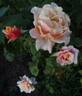 Caramella ™ rose photo