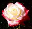 Empress Farah rose photo