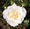 Petticoat ® rose photo