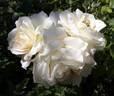 Petticoat ® rose photo