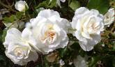 Petticoat ® rose photo
