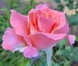 Sonia Meilland rose photo