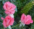 Sonia Meilland rose photo