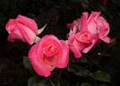 Sonia Meilland rose photo