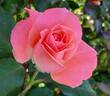 Sonia Meilland rose photo