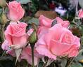 Sonia Meilland rose photo