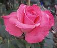 Sonia Meilland rose photo