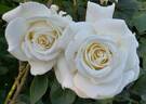 Memoire ™ rose photo