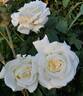 Memoire ™ rose photo