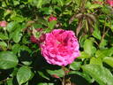 La belle prolifère rose photo