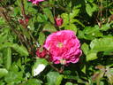 La belle prolifère rose photo