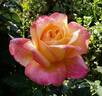 Speelwark ™ rose photo