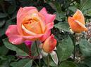 Speelwark ™ rose photo