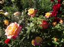 Speelwark ™ rose photo