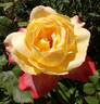 Speelwark ™ rose photo