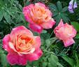 Speelwark ™ rose photo