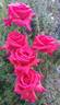Montezuma rose photo