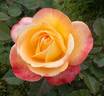 Speelwark ™ rose photo