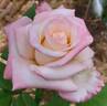 Princesse de Monaco ® rose photo